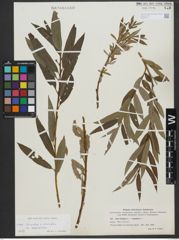 Foto von Salix triandra L. x Salix viminalis L.